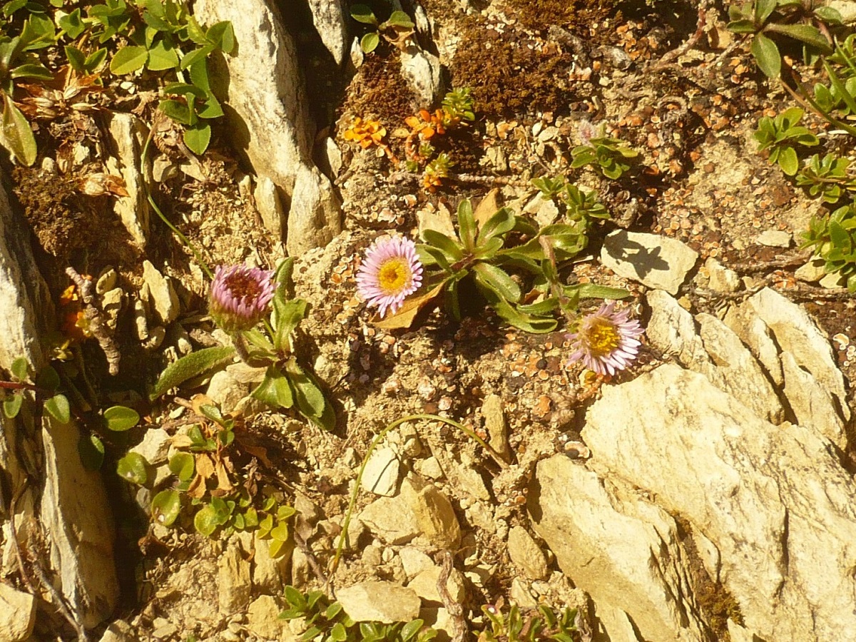 Erigeron alpinus (Asteraceae)